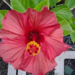 Meet your Posher, Jateli